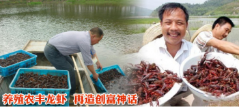 他在郊区做农丰虾王小龙虾养殖，每月收入比白领还高