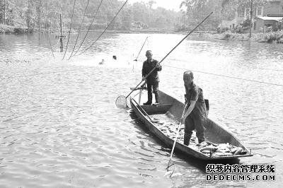 乐山一池塘鱼儿成片死亡 保险赔付挽损失(图)